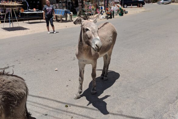 Oatman