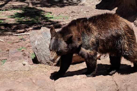 Bearizona Wildlife Park