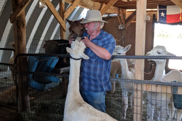 Alpacas of the Southwest