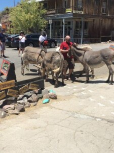 Oatman Oatman