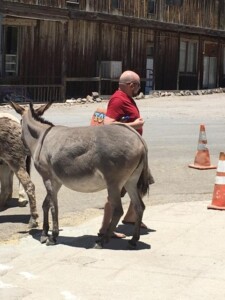 Oatman Oatman