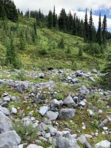 Mount Rainier National Park