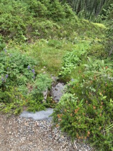 Mount Rainier National Park