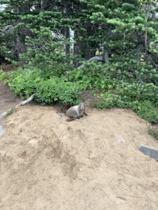 Mount Rainier National Park