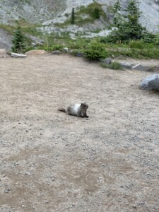 Mount Rainier National Park
