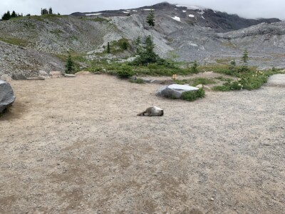 Mount Rainier National Park