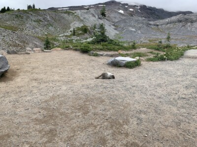Mount Rainier National Park