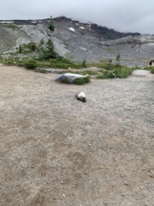 Mount Rainier National Park