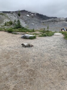 Mount Rainier National Park