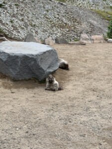 Mount Rainier National Park
