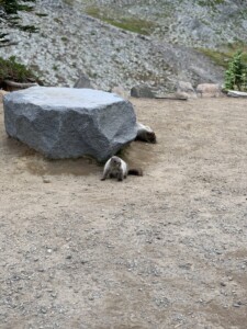 Mount Rainier National Park