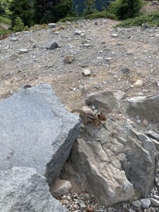 Mount Rainier National Park