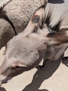 Oatman Oatman