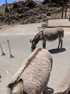 Oatman Oatman