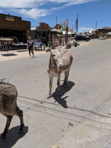 Oatman Oatman