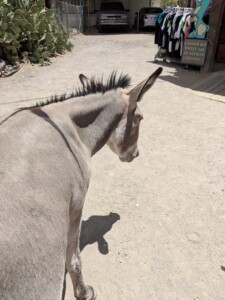 Oatman Oatman