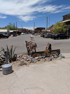 Oatman Oatman
