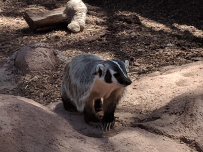 Bearizona Wildlife Park Bearizona Wildlife Park