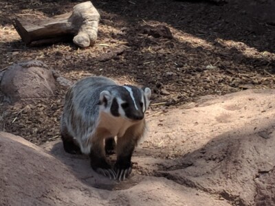 Bearizona Wildlife Park Bearizona Wildlife Park