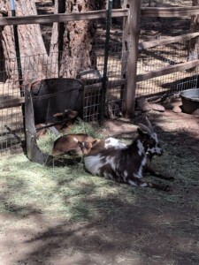 Bearizona Wildlife Park Bearizona Wildlife Park