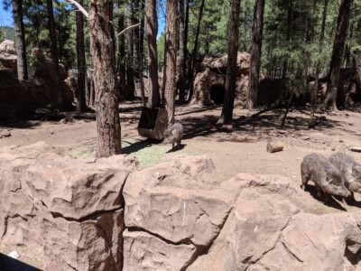 Bearizona Wildlife Park Bearizona Wildlife Park