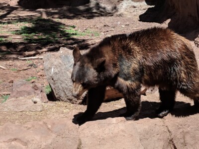 Bearizona Wildlife Park Bearizona Wildlife Park