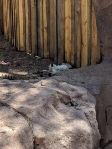 Bearizona Wildlife Park Bearizona Wildlife Park