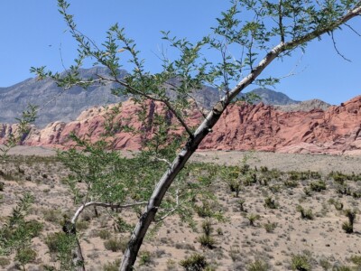 Red Rock Canyon Red Rock Canyon