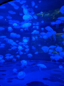 Mandalay Bay Mandalay Bay