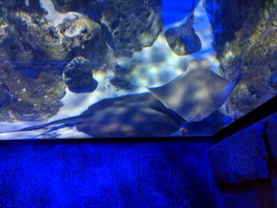 Mandalay Bay Mandalay Bay