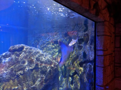 Mandalay Bay Mandalay Bay