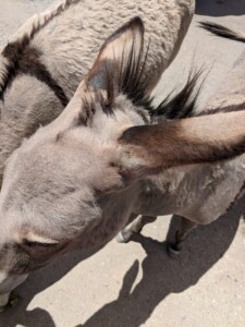Oatman Oatman