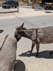 Oatman Oatman