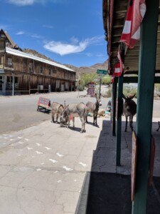 Oatman Oatman