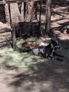 Bearizona Wildlife Park Bearizona Wildlife Park