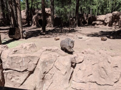 Bearizona Wildlife Park Bearizona Wildlife Park