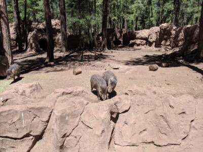 Bearizona Wildlife Park Bearizona Wildlife Park