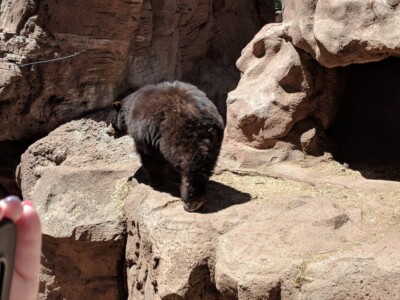 Bearizona Wildlife Park Bearizona Wildlife Park
