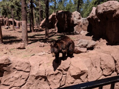 Bearizona Wildlife Park Bearizona Wildlife Park