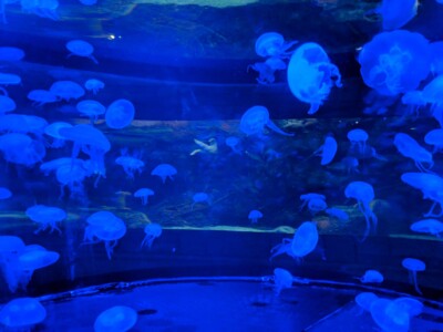 Mandalay Bay Mandalay Bay