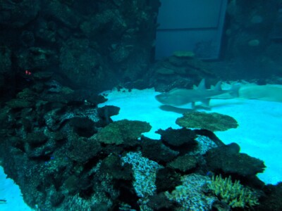 Mandalay Bay Mandalay Bay
